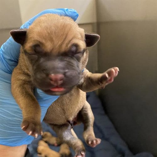 Photo of Beamer, adoptable Pit Bull Terrier in Modesto, California