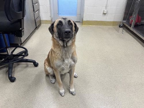 Photo of Angus, adoptable German Shepherd Dog in Grand Prairie, Texas
