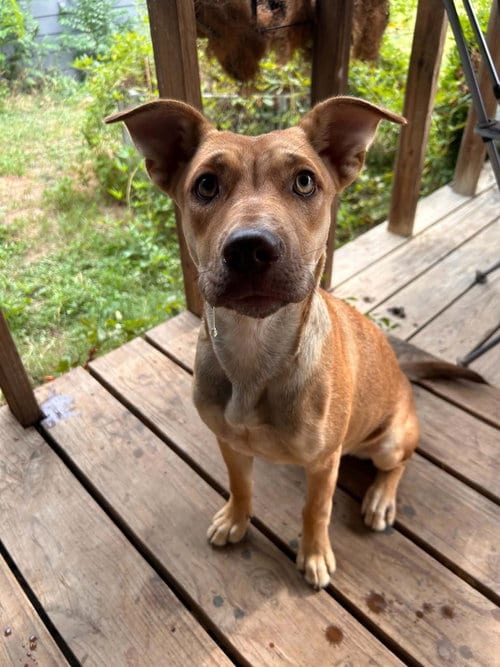 Photo of Belle, adoptable Cattle Dog in FRAMINGHAM, Massachusetts