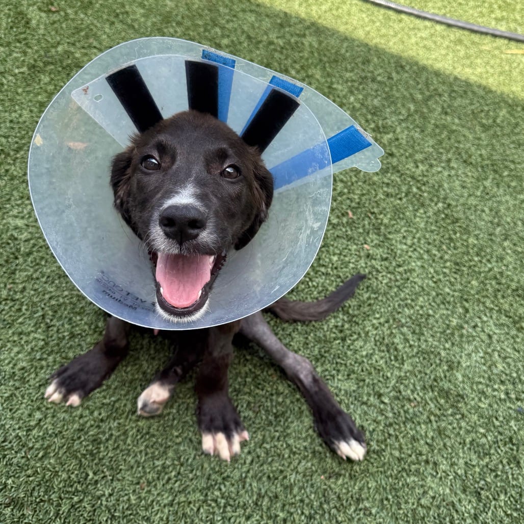 Photo of Rocket, adoptable Mixed Breed (Medium) in Houston, Texas