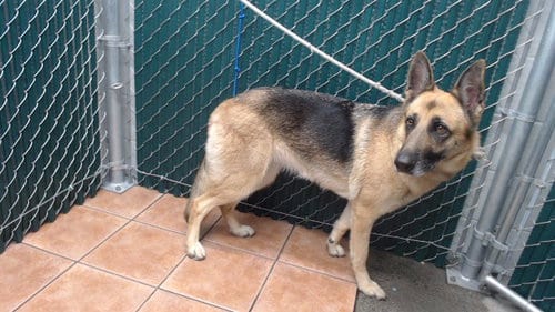 Photo of Leia, adoptable German Shepherd Dog in Baldwin Park, California