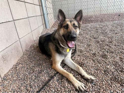 Photo of Mary Anne, adoptable German Shepherd Dog in Mesa, Arizona