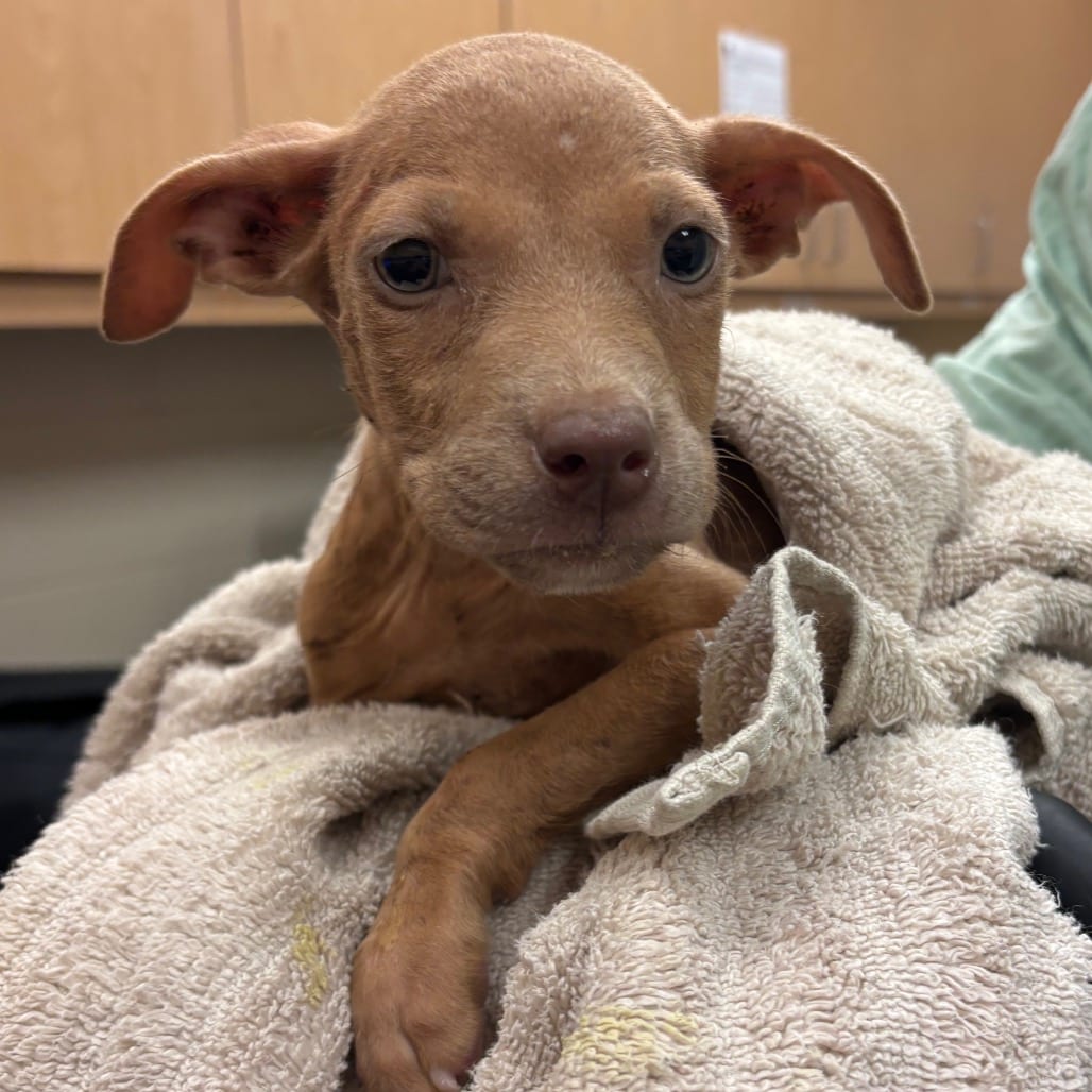 Photo of Olaf, adoptable dog