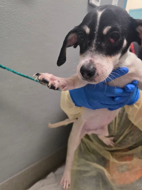 Photo of Donald, adoptable Dachshund in Las Vegas, Nevada