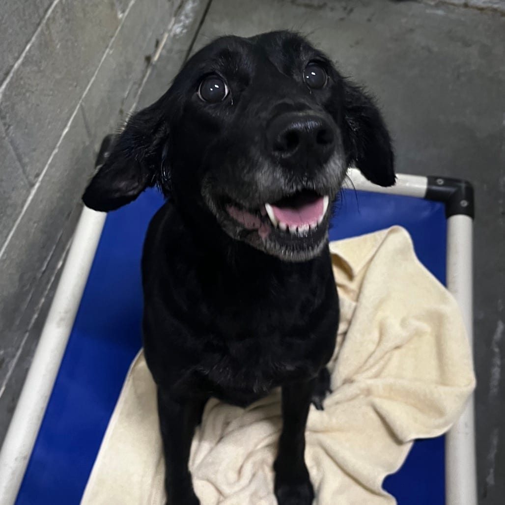 Photo of Berkleigh, adoptable Mixed Breed (Medium) in Summerville, South Carolina