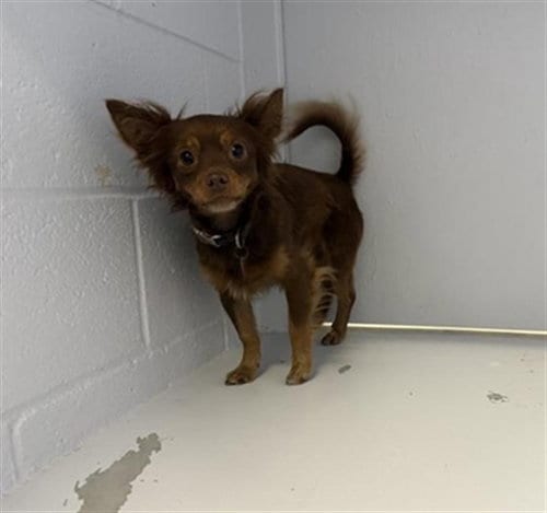 Photo of Eewok, adoptable Chihuahua in Sacramento, California