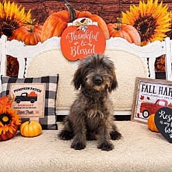 Photo of Maggie Moo, adoptable Labradoodle Mixed Breed (Medium) in Jesup, Georgia