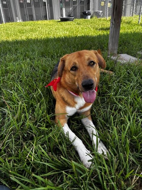 Photo of Birch, adoptable Labrador Retriever in Rosenberg, Texas