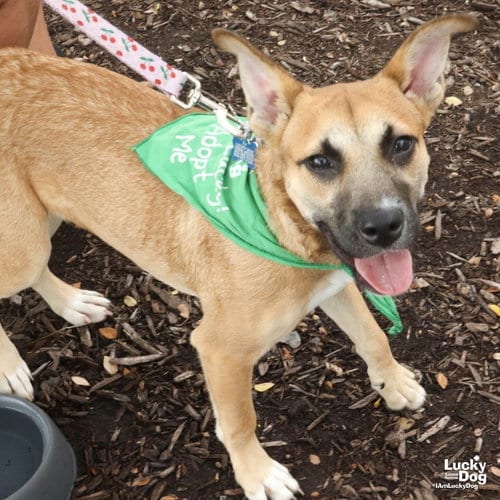 Photo of Marta, adoptable Shepherd in Washington, District of Columbia