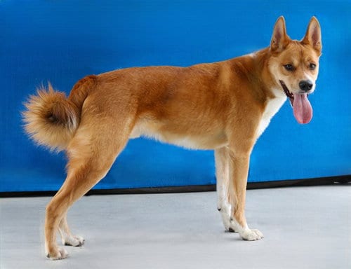Photo of Pio, adoptable Labrador Retriever in Baldwin Park, California