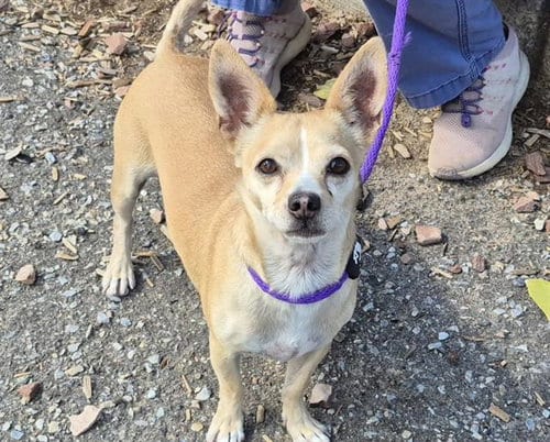 Photo of Kobe, adoptable Chihuahua in Albuquerque, New Mexico