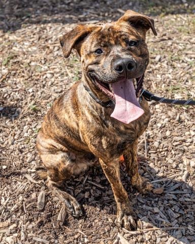 Photo of Model, adoptable dog in Chamblee, Georgia