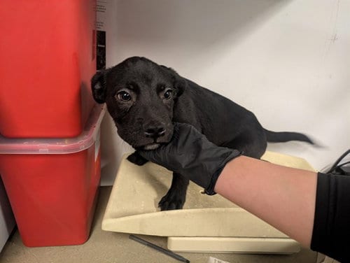 Photo of Time, adoptable Labrador Retriever in Corona, California
