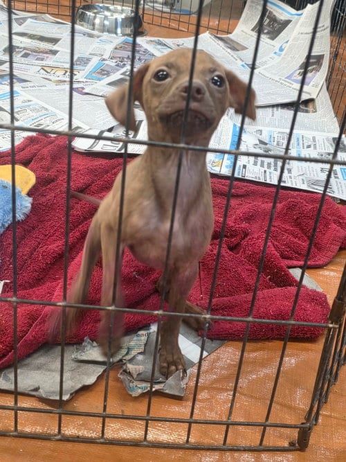 Photo of Henry (NY-Sarah), adoptable Chihuahua in SHERBURNE, New York