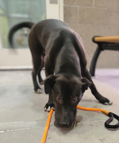 Photo of Jonah, adoptable dog in Farmington, New Mexico