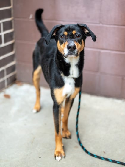Photo of Stasha, adoptable dog in Chamblee, Georgia