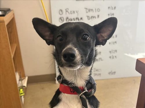 Photo of Lee, adoptable Chihuahua in San Pedro, California