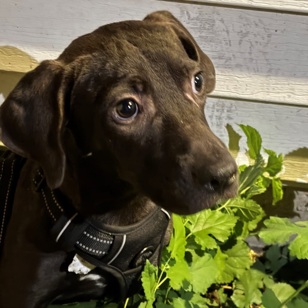 Photo of Candace, adoptable Mountain Cur / Retriever, Labrador in Normal, Illinois