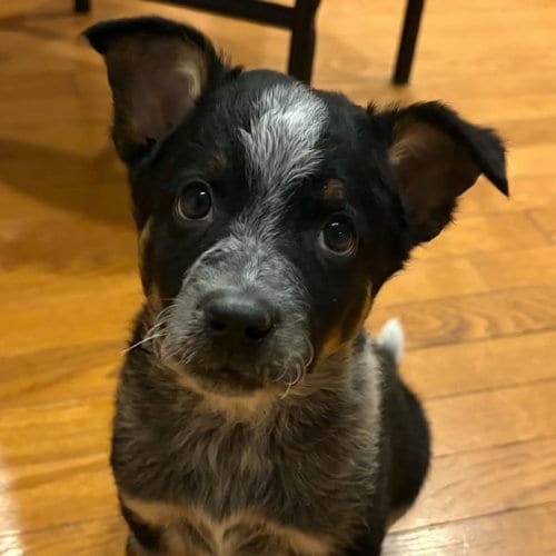 Photo of Budweiser, adoptable Australian Cattle Dog/Blue Heeler in Normal, Illinois