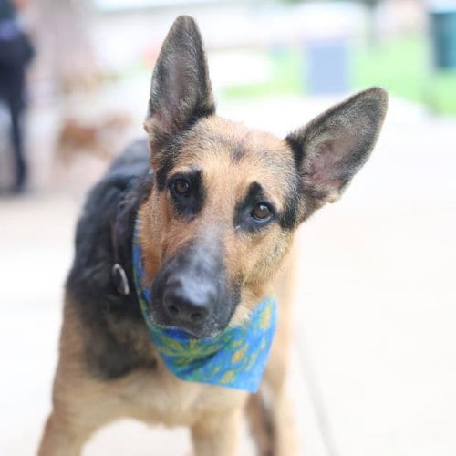 Photo of Lola, adoptable German Shepherd Dog in San Antonio, Texas