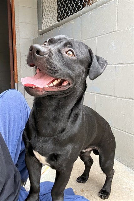 Photo of Fat Fat, adoptable Labrador Retriever in Killeen, Texas