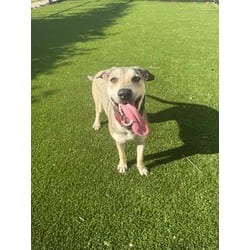 Photo of Lady, adoptable Mixed Breed (Medium) in Baton Rouge, Louisiana