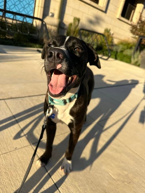 Photo of Pluto, adoptable Labrador Retriever in Seattle, Washington