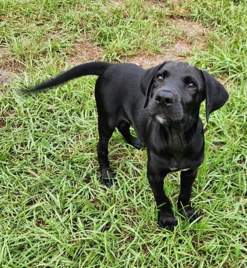 Photo of Ozzy, adoptable Labrador Retriever in Sanford, Florida