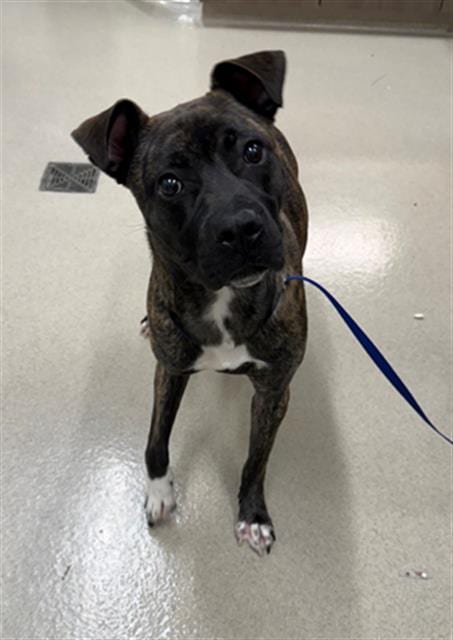 Photo of Fairy Bloom, adoptable Pit Bull Terrier in Baytown, Texas