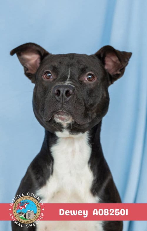 Photo of Dewey, adoptable Bulldog in Mobile, Alabama