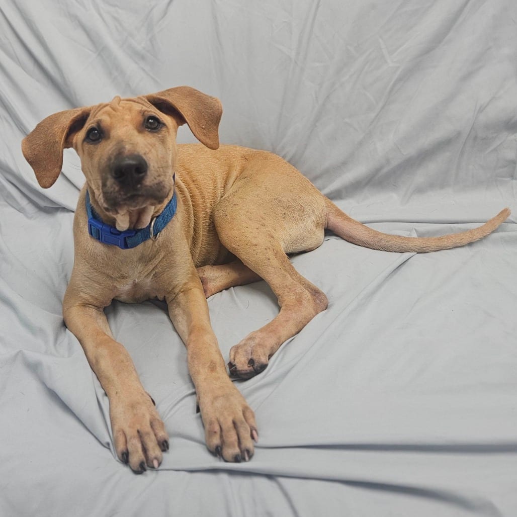 Photo of Raisin, adoptable Mixed Breed (Medium) / Mixed Breed (Medium) in Monticello, Iowa