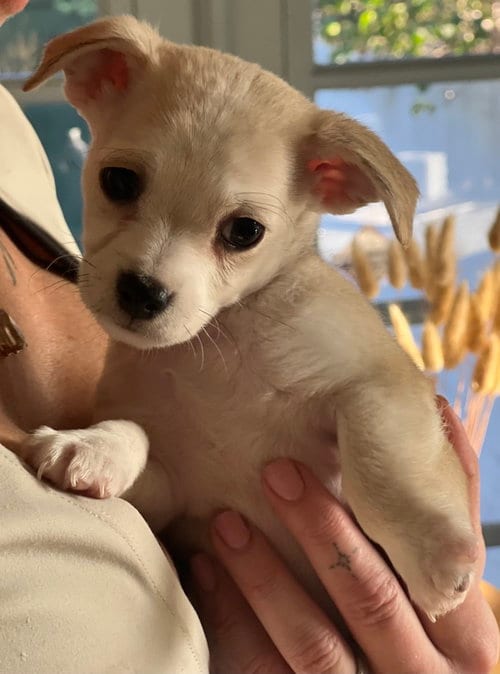 Photo of Mochi, adoptable Chihuahua in Dana Point, California
