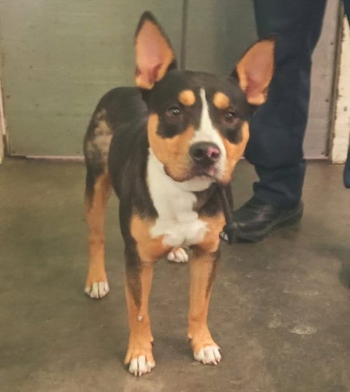 Photo of Gordon, adoptable Pit Bull Terrier in Los Angeles, California