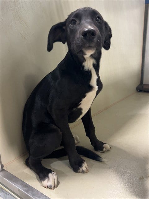 Photo of Giselle, adoptable Pit Bull Terrier in Bakersfield, California