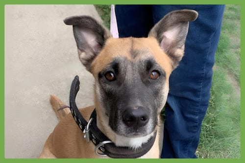 Photo of Diesel, adoptable German Shepherd Dog in Amherst, Massachusetts