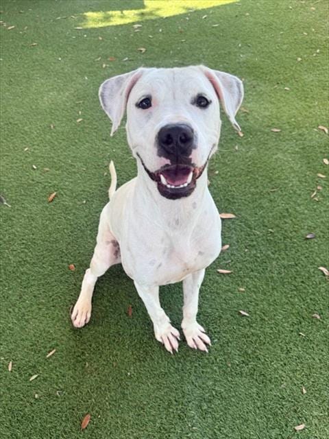 Photo of Harlie, adoptable Dogo Argentino in Fort Myers, Florida