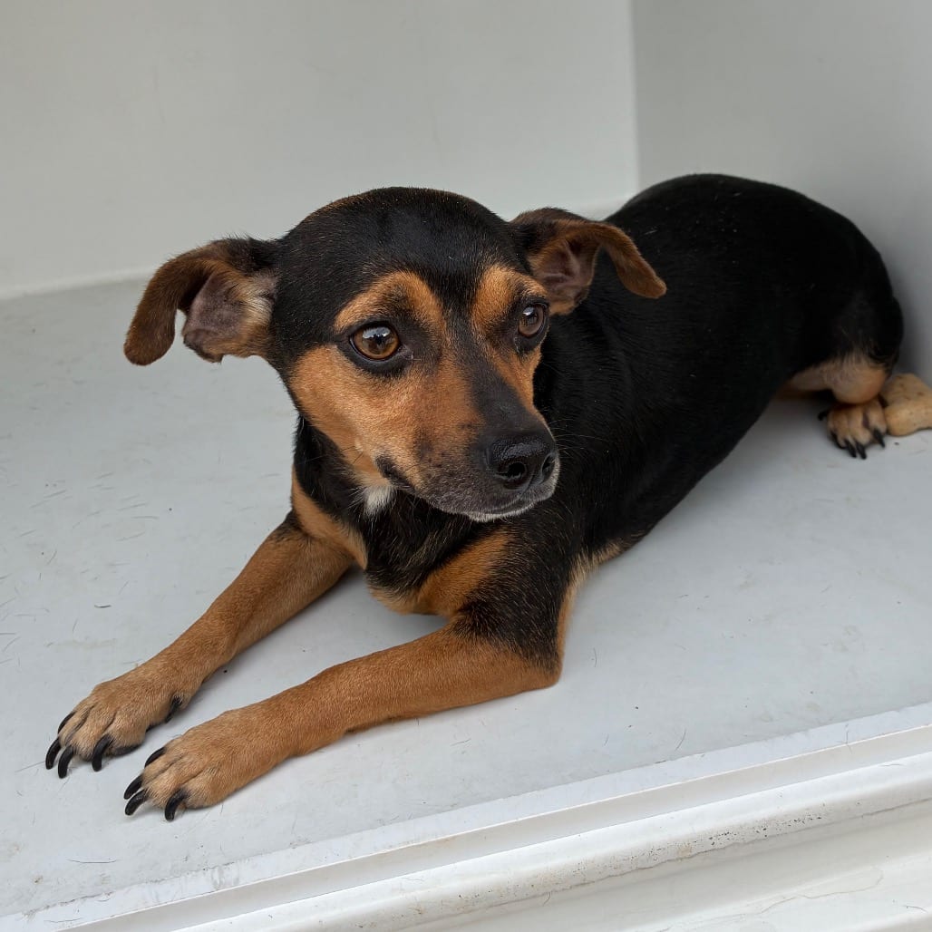 Photo of Rocki, adoptable Mixed Breed (Small) in Chattanooga, Tennessee