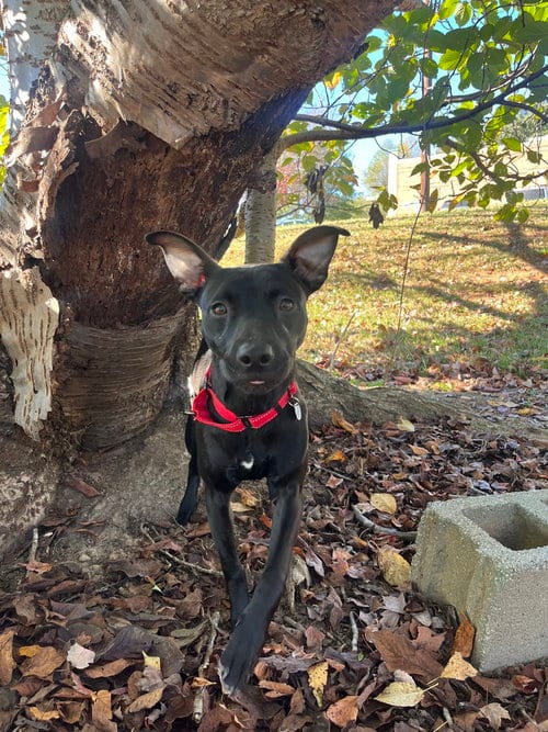 Photo of Remy, adoptable Terrier in Candler, North Carolina