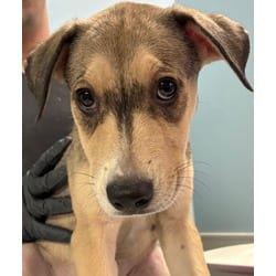 Photo of Veronica, adoptable Golden Retriever Labrador Retriever in San Antonio, Texas