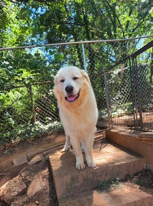Photo of Clyde, adoptable Great Pyrenees in Thomasville, North Carolina