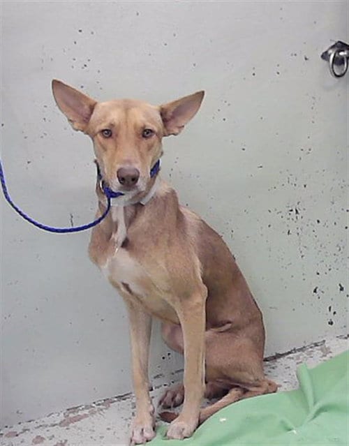 Photo of Copper, adoptable Labrador Retriever in Houston, Texas
