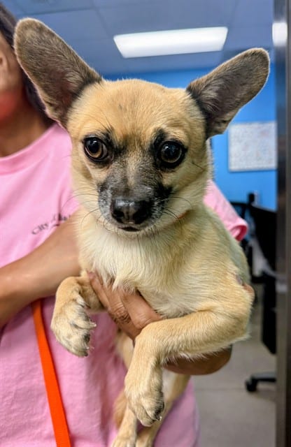 Photo of Senior Chihuahua - Smooth Coated, adoptable Chihuahua - Smooth Coated in Bakersfield, California