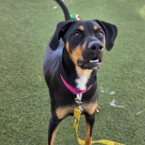 Photo of Azaylah, adoptable Rottweiler in Las Vegas, Nevada