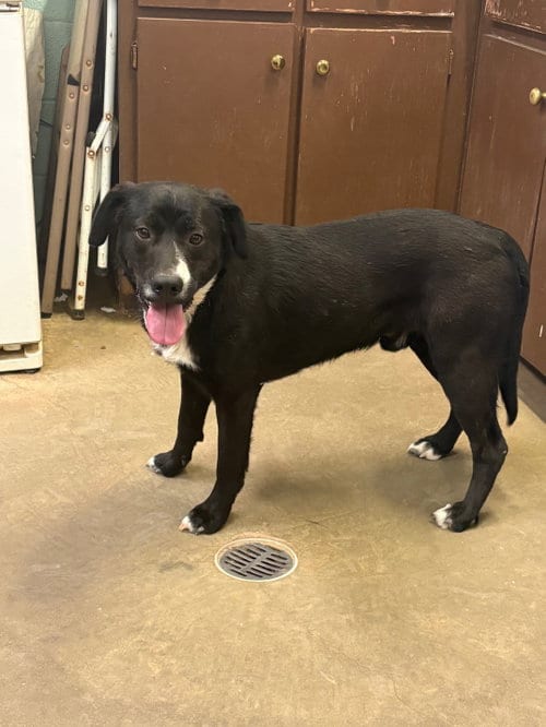 Photo of Ace, adoptable Labrador Retriever in Amarillo, Texas