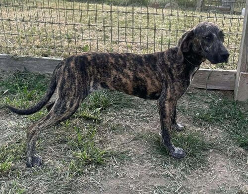 Photo of Owens : Tillie, adoptable Plott Hound in Aurora, Indiana