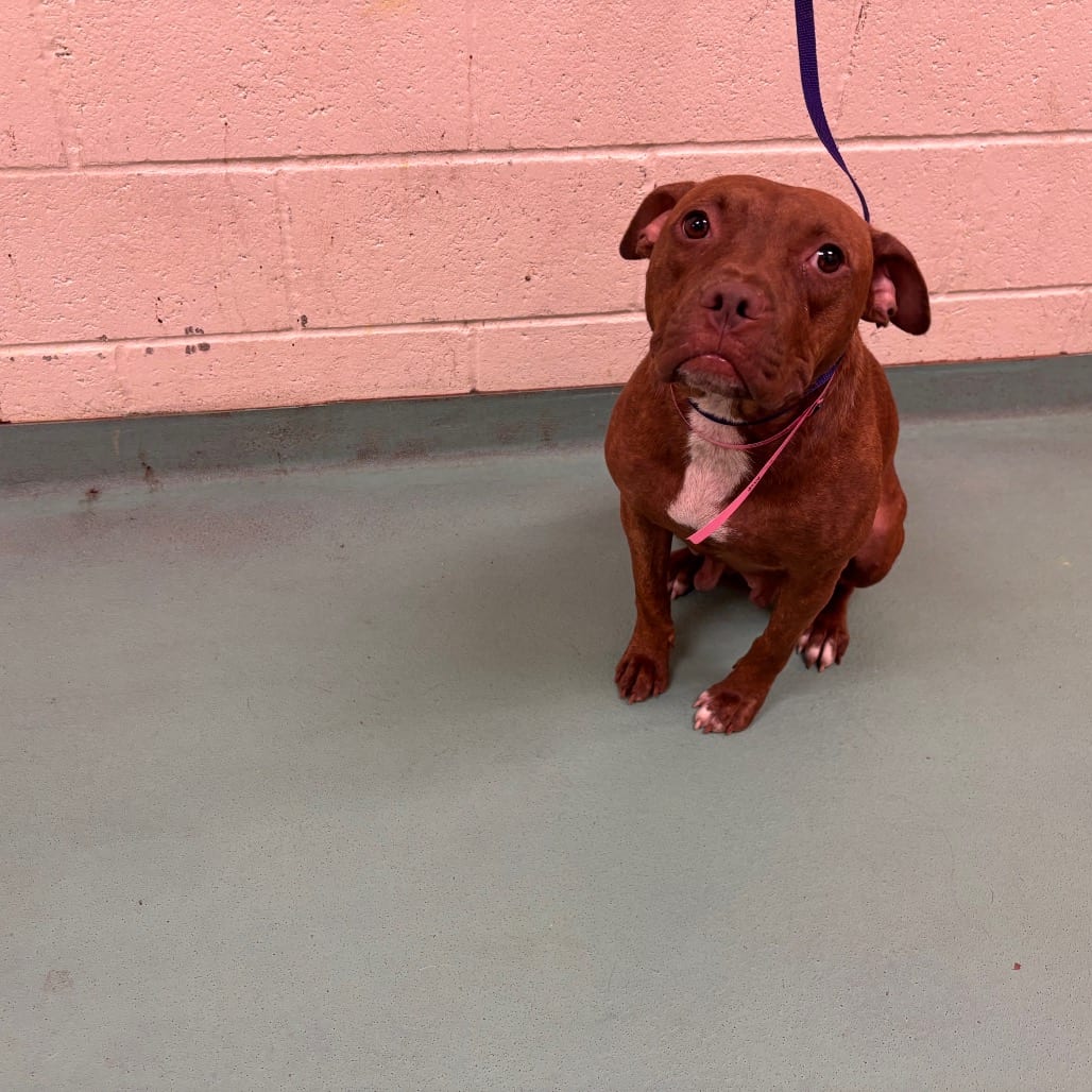 Photo of Mopsy, adoptable Mixed Breed (Medium)