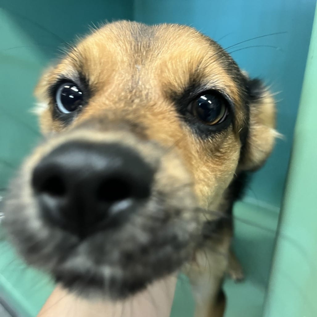 Photo of Iris, adoptable Terrier / Mix in Fort Pierce, Florida