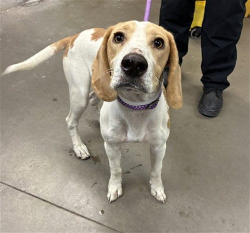 Photo of Rowdy, adoptable Beagle in Phoenix, Arizona