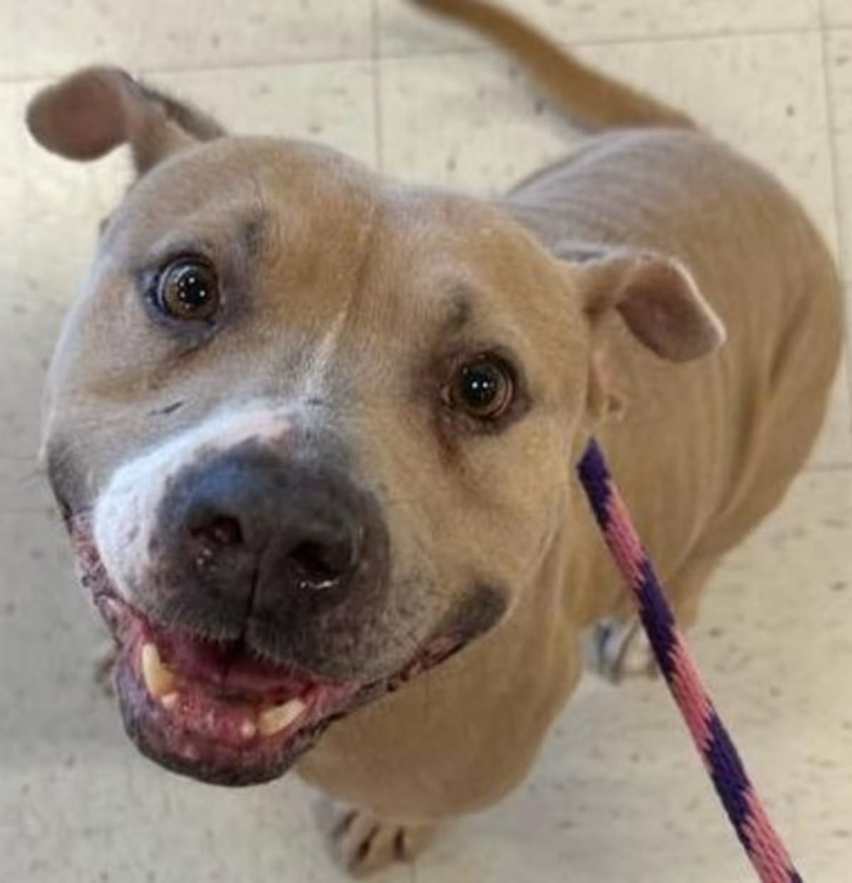 Photo of Ellie, adoptable American Staffordshire Terrier in Seattle, Washington