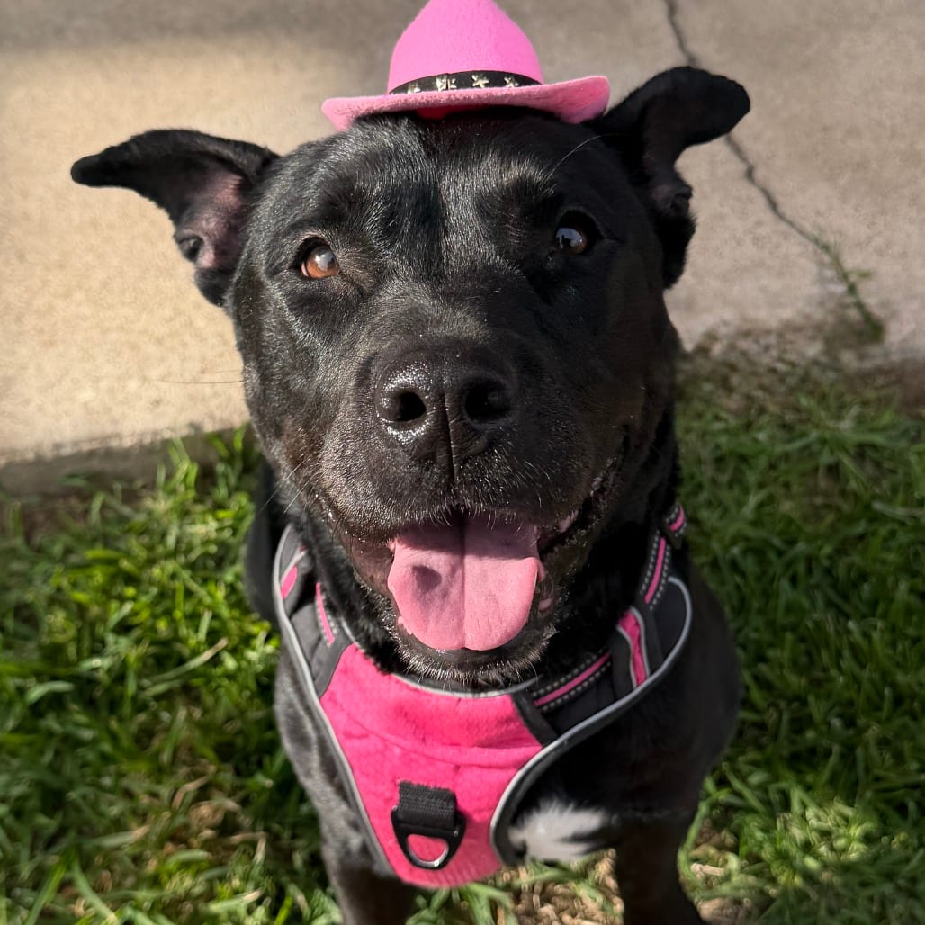 Photo of Bella, adoptable Terrier, Pit Bull in Dallas, Texas